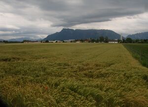 Stimmung am Weizenfeld 134.jpg