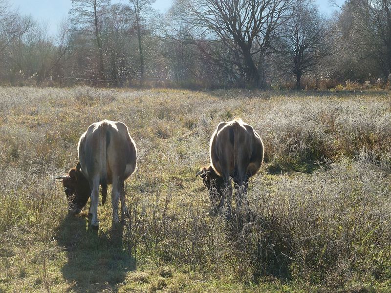 Datei:Waldviertler Blondvieh.jpg