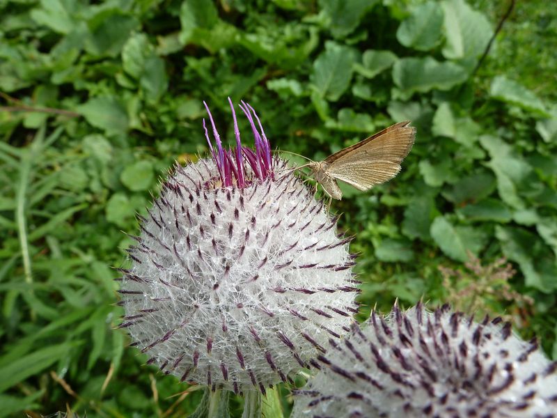Datei:Wollkratzdistel, Krumltal.jpg