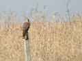 Kornweihe, DSCN7792 bearbeitet-1.JPG
