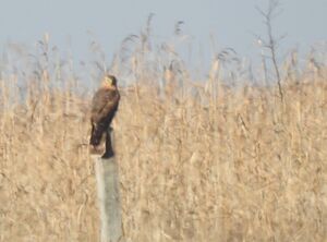 Kornweihe, DSCN7792 bearbeitet-1.JPG