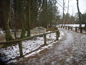 Weg durch's Samer Mösl R0010225.jpg