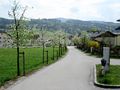 Die neugepflanzte Pfarrhof Birnenallee, April 2020.jpg