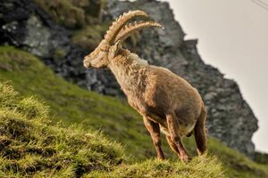 Steinbock 2013 01.jpg