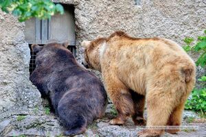 2025 06 17 Zoo Salzburg Braunbär Aragon 02.jpg