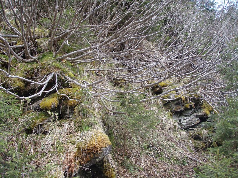 Datei:Felbertal. Über der Baumgrenze..jpg