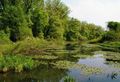 Naturpark Salzachauen Aulandschaft.jpg
