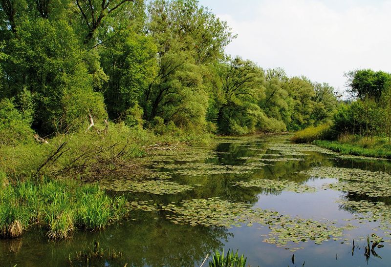 Datei:Naturpark Salzachauen Aulandschaft.jpg