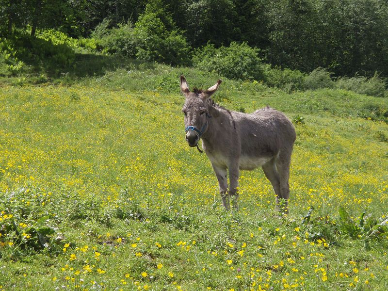 Datei:Hausesel Einödweg Kaprun.jpg