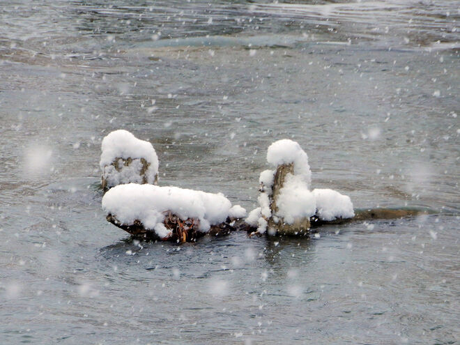 "Wintervögel" in der Salzach