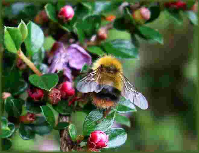 ... mit goldenem Pelzchen ....