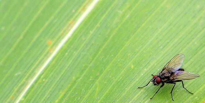 "WO GEHT´S HIER ZUR HAUPTSTRASSE ?"