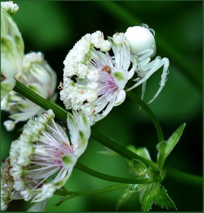 . . . lauert trotz Nässe . . . 