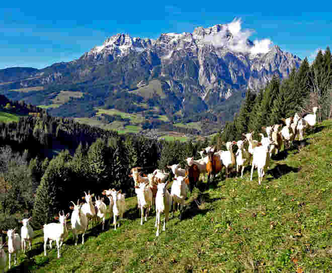 "Du bist eine Bergziege"