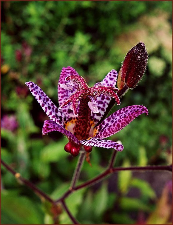 . . . zierlicher Beetschmuck . . . 