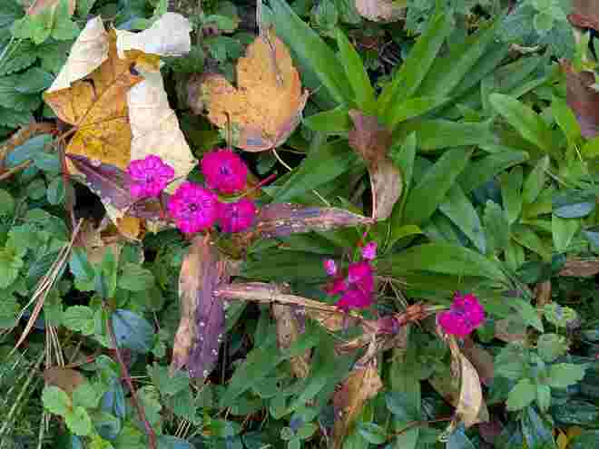 . . . zufällig  lachten mich diese Nachzüglerblüten an  . . . . 