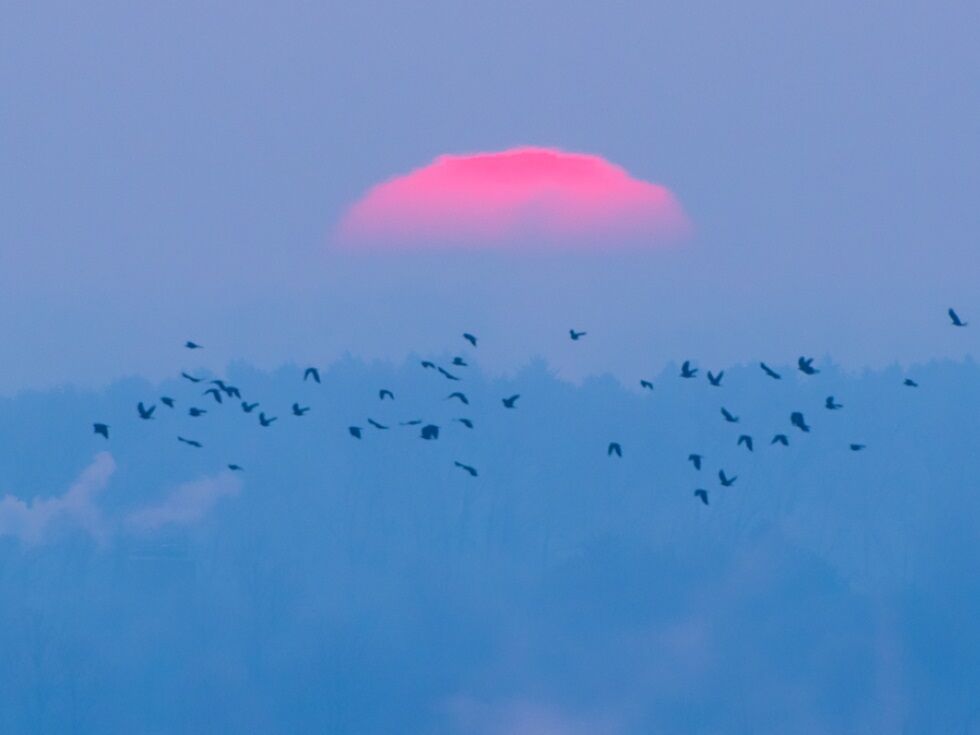 Selitvene ptice potujejo od Afrike do Avstrije brez stresa