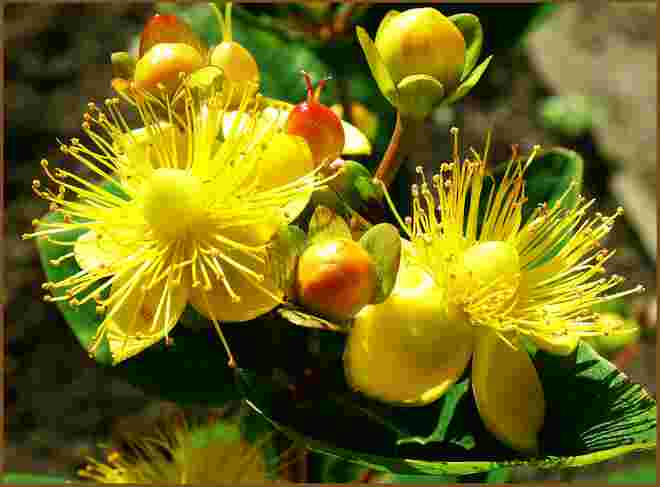 Johanniskraut - einzelne Herbstblüte